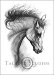 Portrait of M.T.Dubai, original graphite drawing of an Arabian horse by Eugenia Talbott