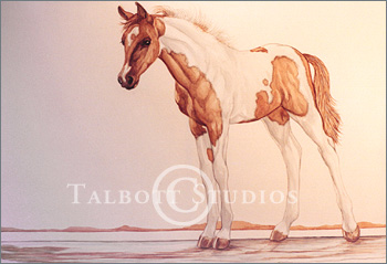 Portrait of Eve, original watercolor painting of a half Arab Pinto filly by Eugenia Talbott