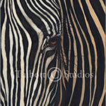Zebra, original oil painting of a close up view of a zebra's face by Eugenia Talbott