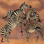 Zebra Dance, original oil painting of zebras playing by Eugenia Talbott