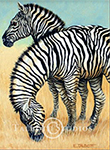 Zebras, original oil painting by Eugenia Talbott