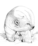 Ice King, original graphite drawing of a polar bear from Churchill, Manitoba, Canada by Eugenia Talbott