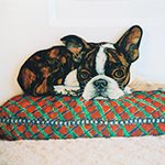 Free standing painting of a Boston Bulldog, painted on wood