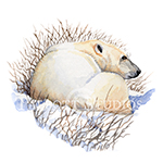 Watercolor painting of a polar bear in Churchill, Manitoba, Canada, by Eugenia Talbott